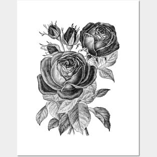 Black Rose Flowers Posters and Art